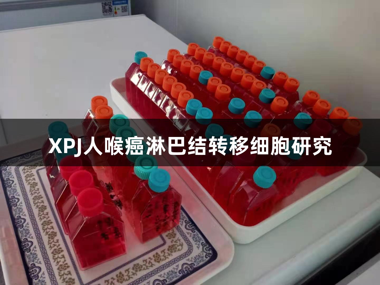XPJ人喉癌淋巴结转移细胞研究