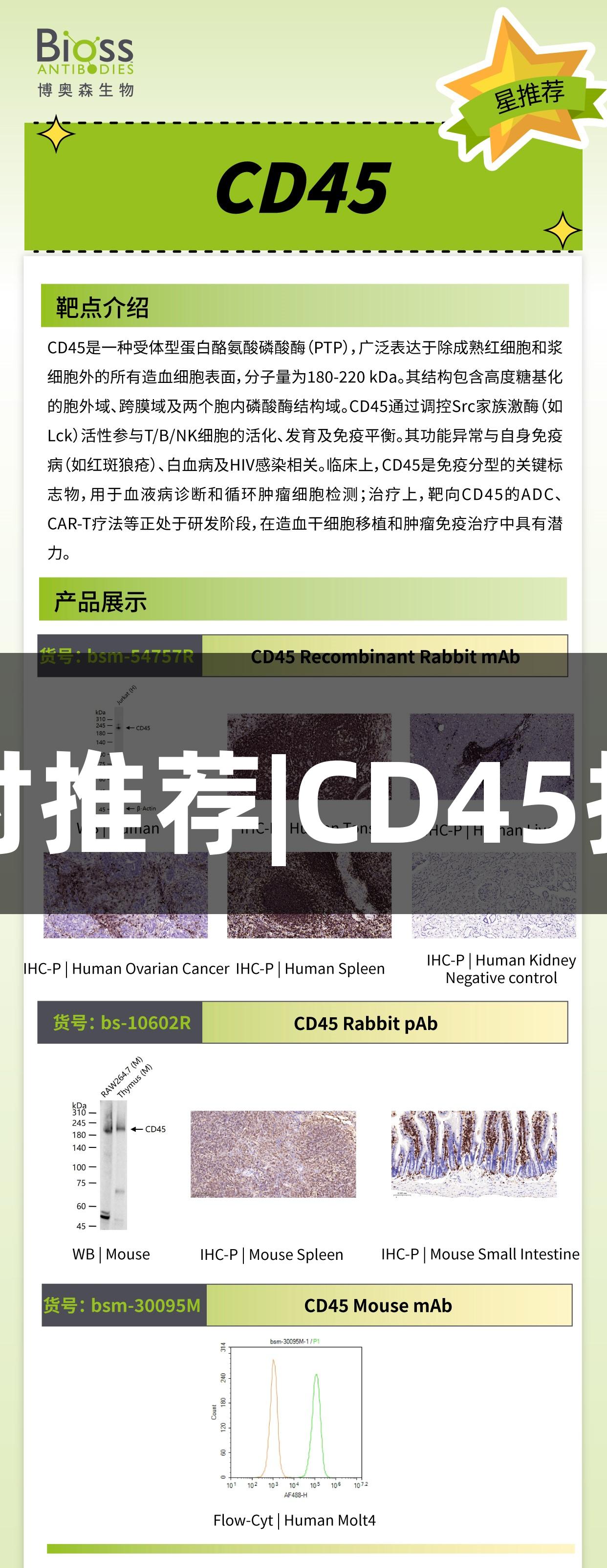 尊龙凯时推荐|CD45抗体分析