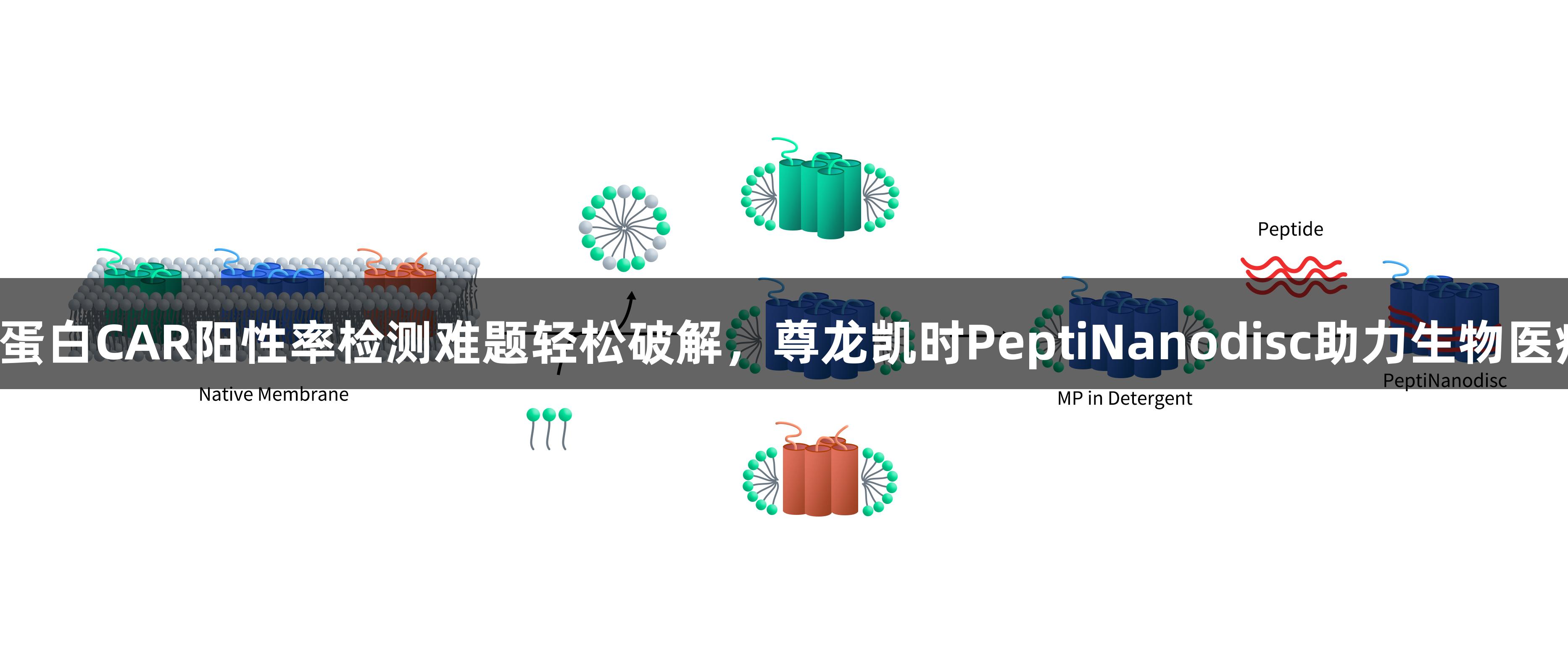 膜蛋白CAR阳性率检测难题轻松破解，尊龙凯时PeptiNanodisc助力生物医疗！