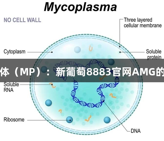 揭秘肺炎支原体（MP）：新葡萄8883官网AMG的隐形杀手分析