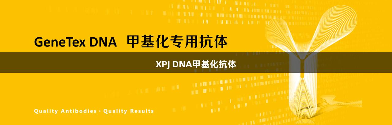XPJ DNA甲基化抗体