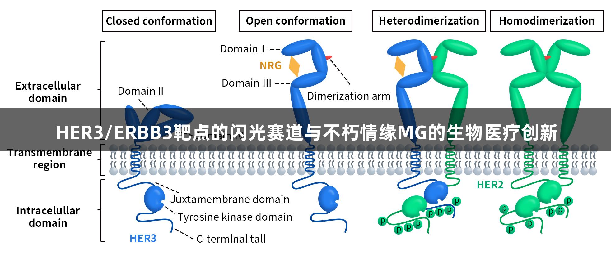 HER3/ERBB3靶点的闪光赛道与不朽情缘MG的生物医疗创新