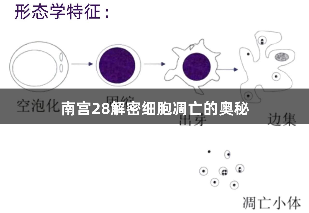 南宫28解密细胞凋亡的奥秘