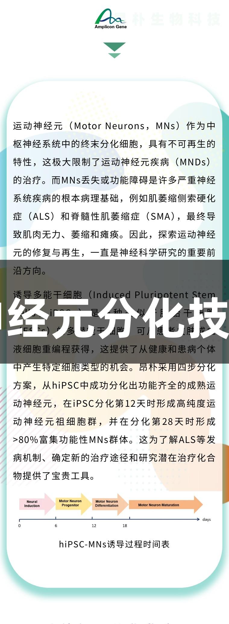 EVO视讯运动神经元分化技术及其应用解析