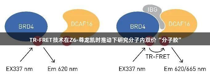 TR-FRET技术在Z6·尊龙凯时推动下研究分子内双价“分子胶”