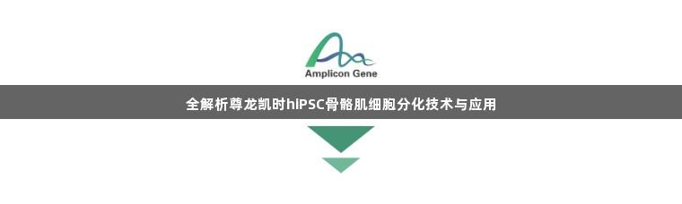 全解析尊龙凯时hiPSC骨骼肌细胞分化技术与应用