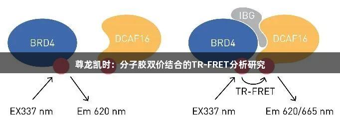 尊龙凯时：分子胶双价结合的TR-FRET分析研究