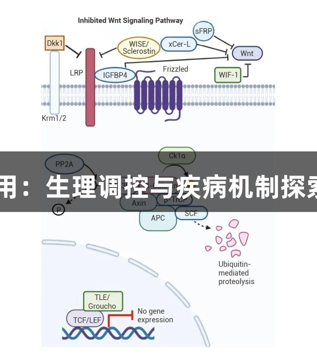 β-Catenin的多重作用：生理调控与疾病机制探索 | 88858cc永利官网