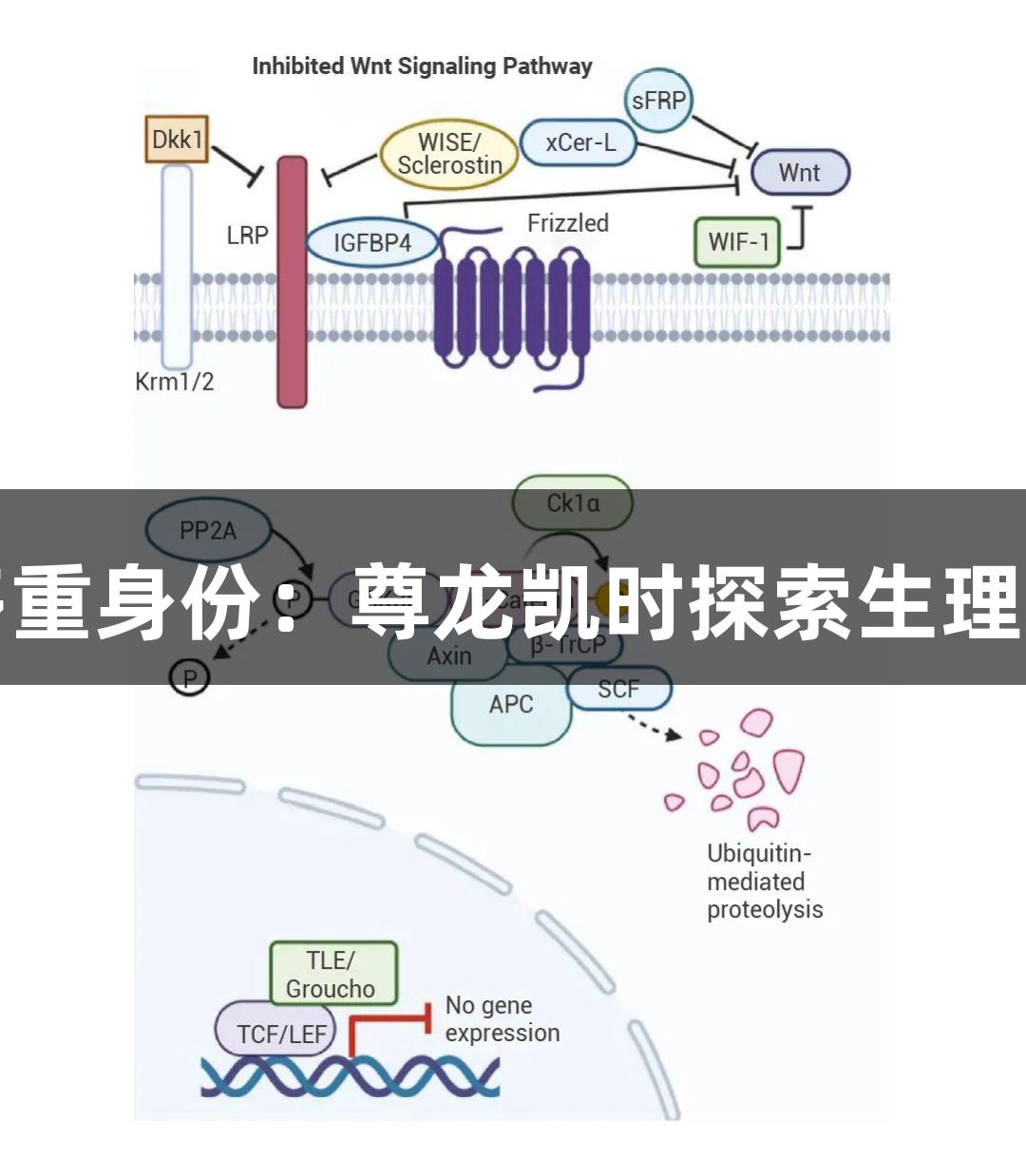 β-Catenin的多重身份：尊龙凯时探索生理调控与疾病机制