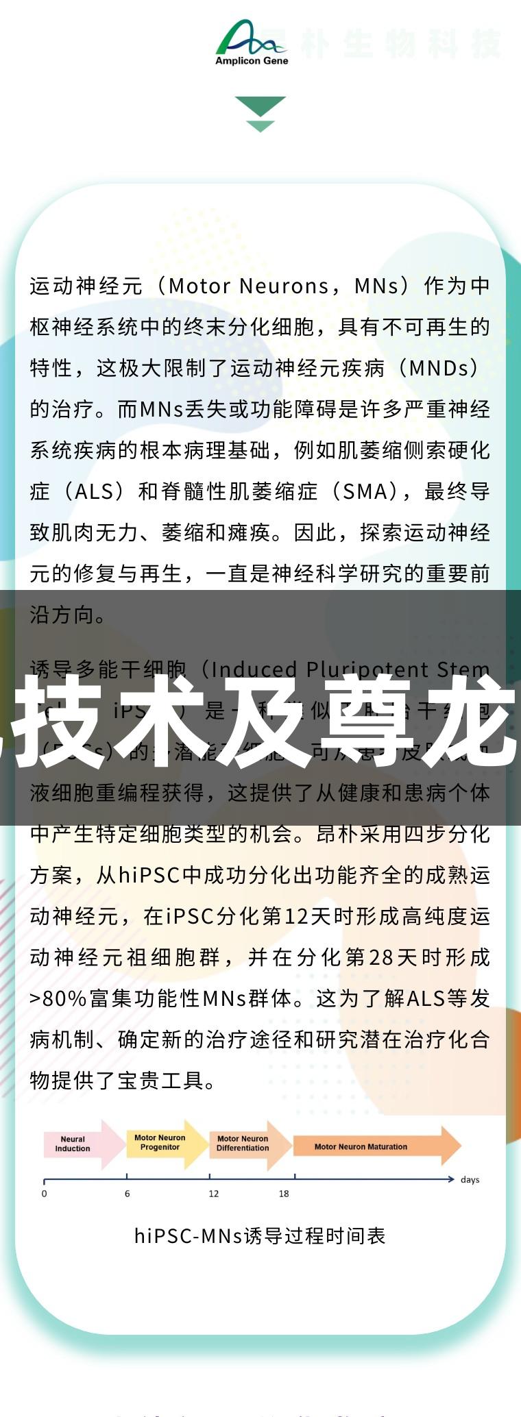 运动神经元分化技术及尊龙凯时的应用探索