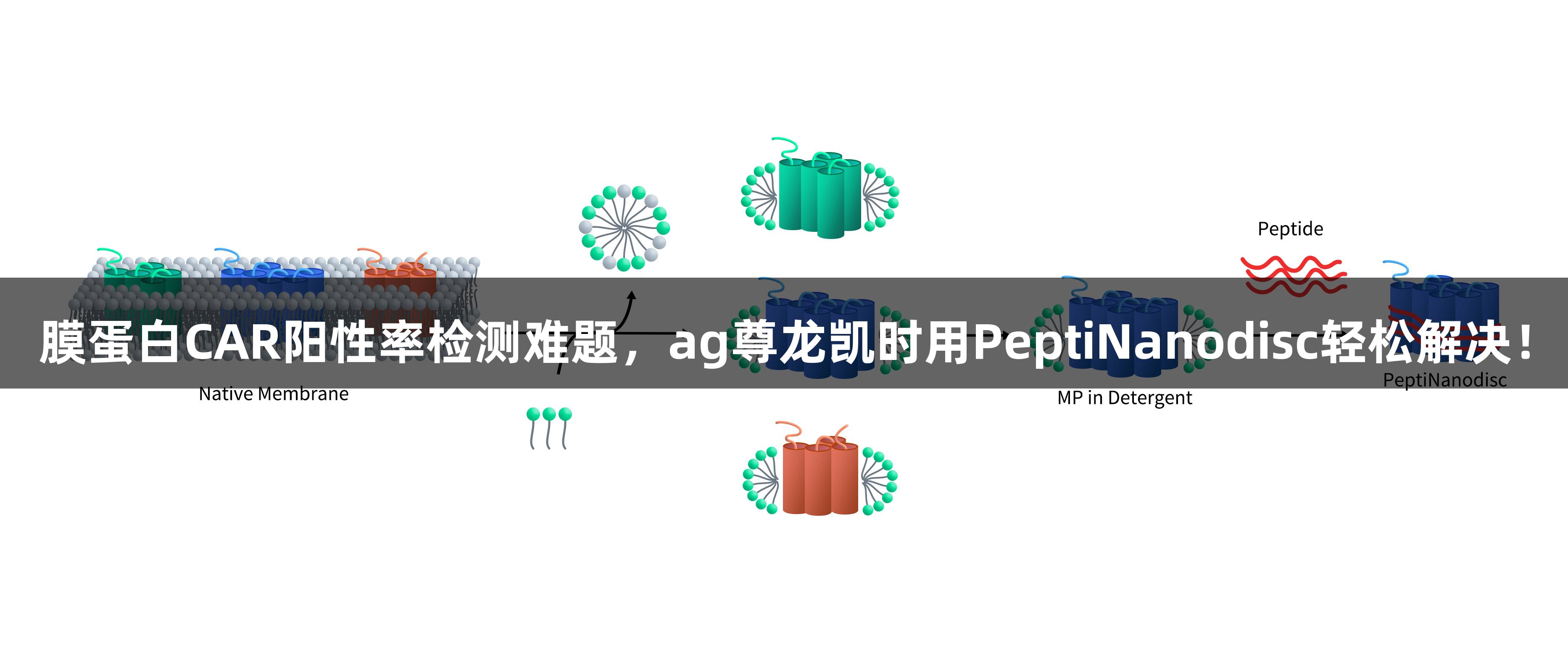 膜蛋白CAR阳性率检测难题，ag尊龙凯时用PeptiNanodisc轻松解决！