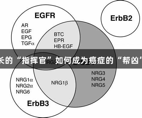 EGFR家族：EVO视讯揭示细胞生长的“指挥官”如何成为癌症的“帮凶”，全面解析靶向治疗与耐药破解。