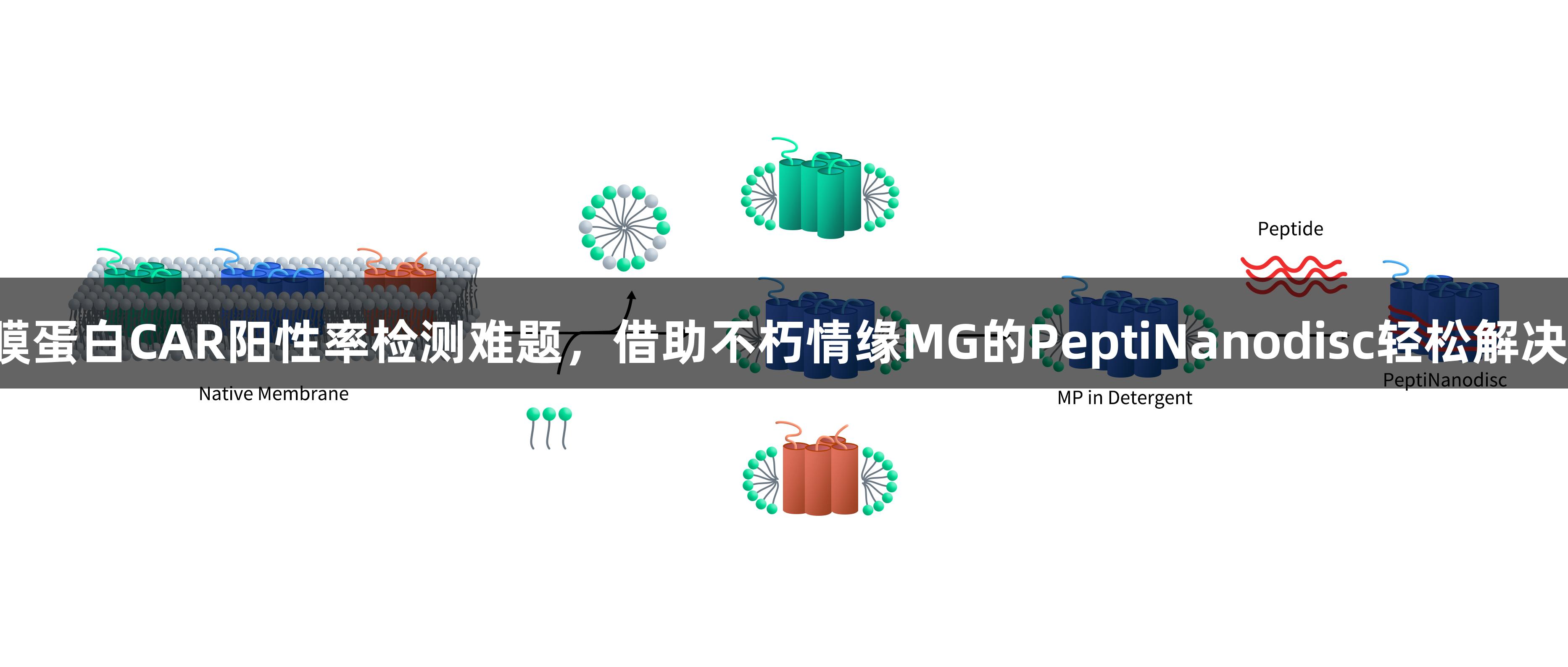 膜蛋白CAR阳性率检测难题，借助不朽情缘MG的PeptiNanodisc轻松解决！