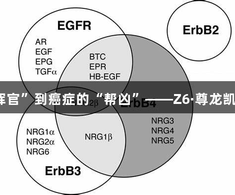 EGFR家族：从细胞生长的“指挥官”到癌症的“帮凶”——Z6·尊龙凯时的靶向治疗与耐药机制全解析