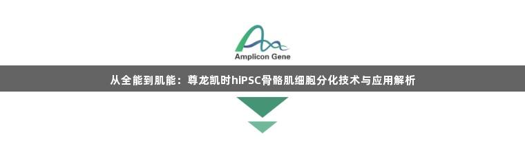 从全能到肌能：尊龙凯时hiPSC骨骼肌细胞分化技术与应用解析