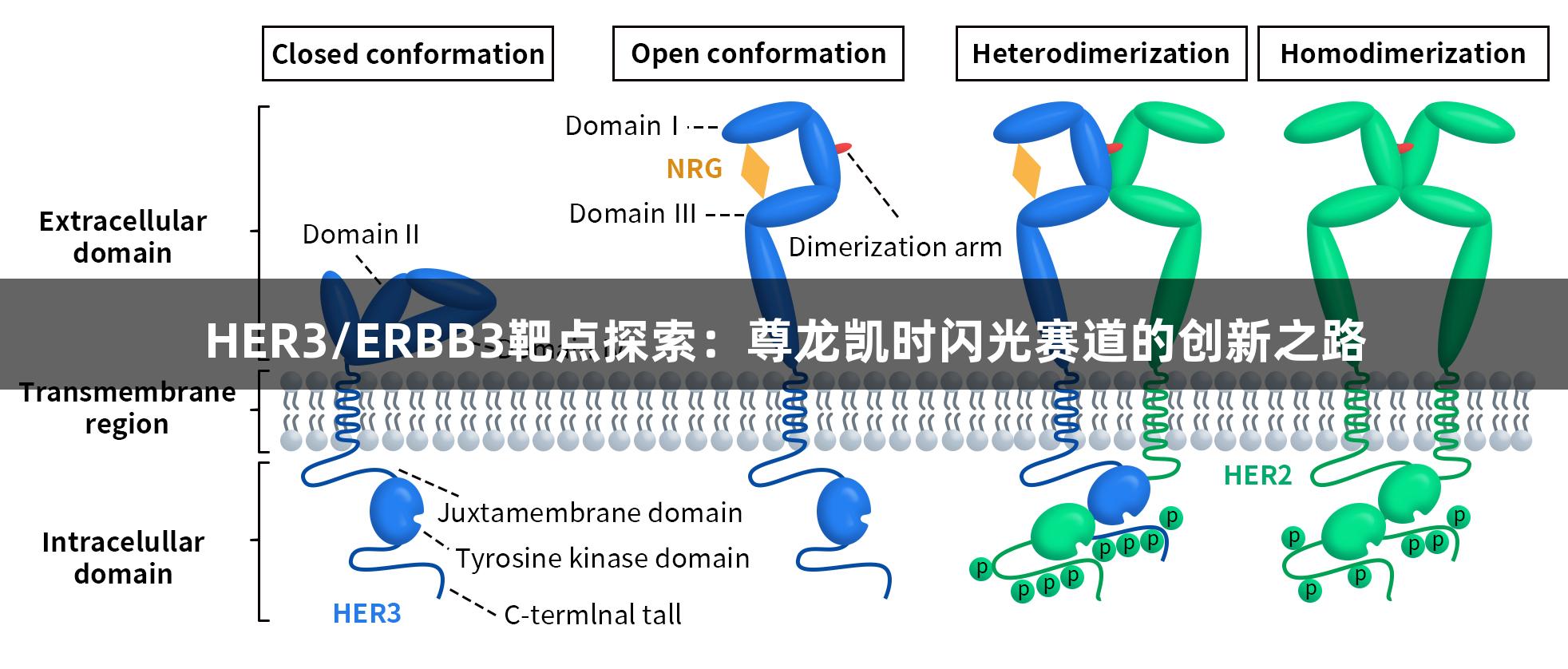 HER3/ERBB3靶点探索：尊龙凯时闪光赛道的创新之路