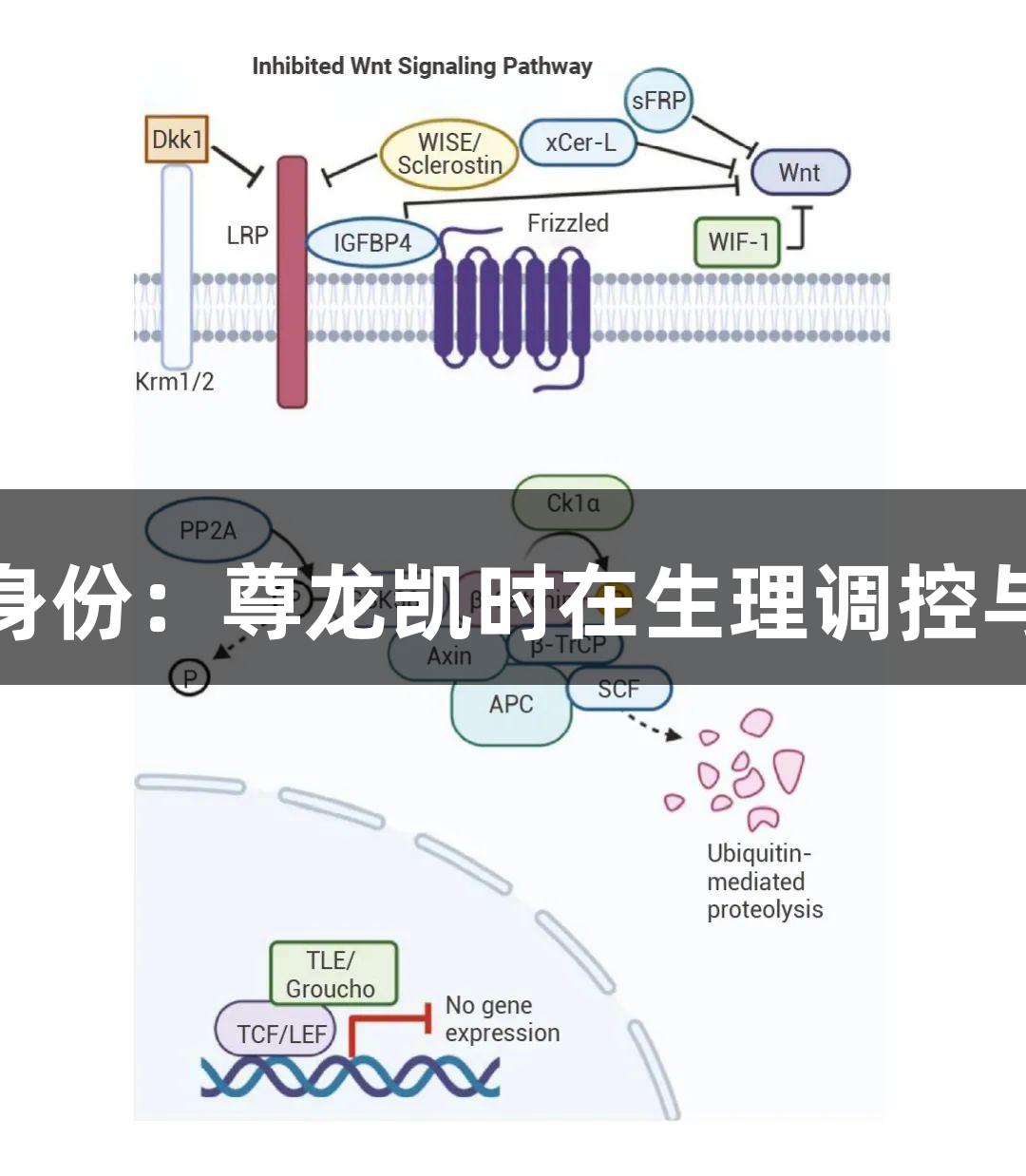 β-Catenin的多重身份：尊龙凯时在生理调控与疾病机制中的探索