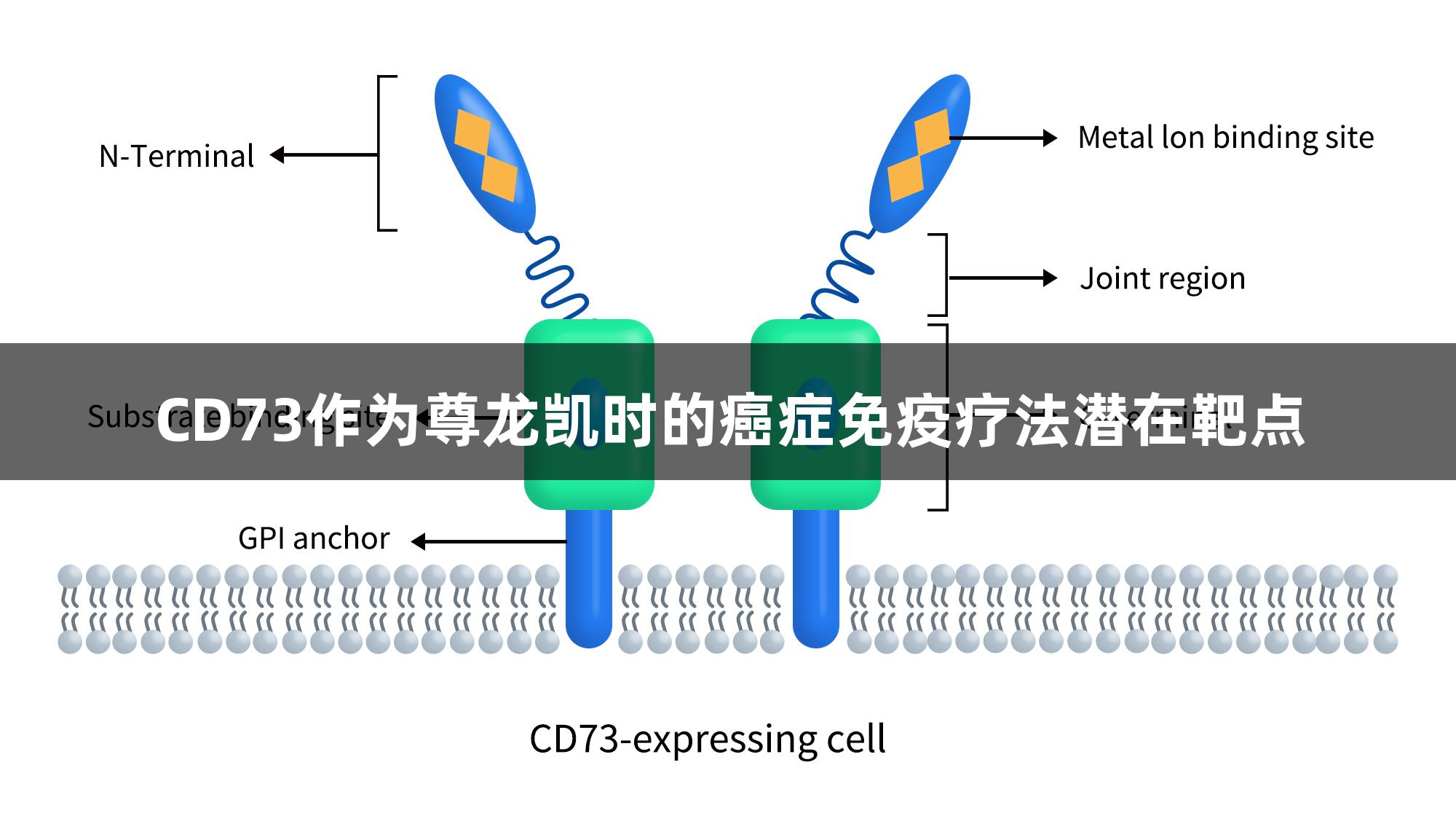 CD73作为尊龙凯时的癌症免疫疗法潜在靶点