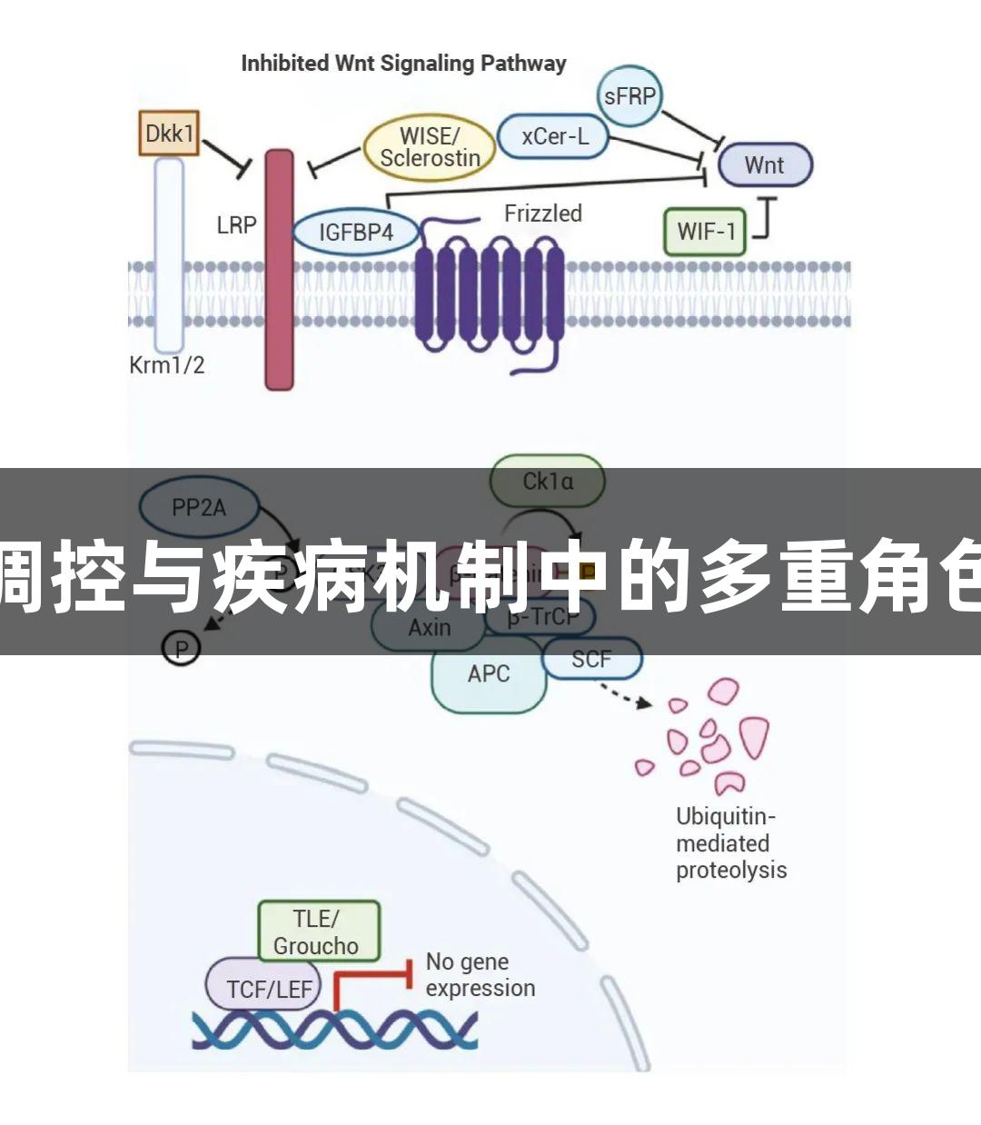 β-Catenin在生理调控与疾病机制中的多重角色：尊龙凯时的探索