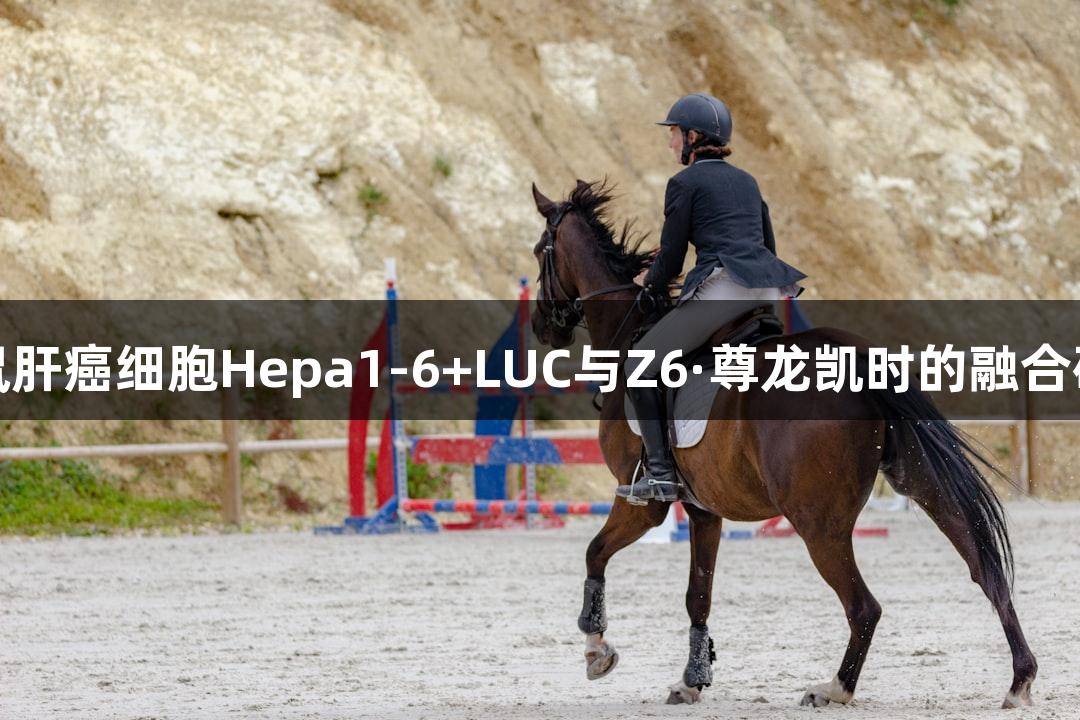 小鼠肝癌细胞Hepa1-6+LUC与Z6·尊龙凯时的融合研究