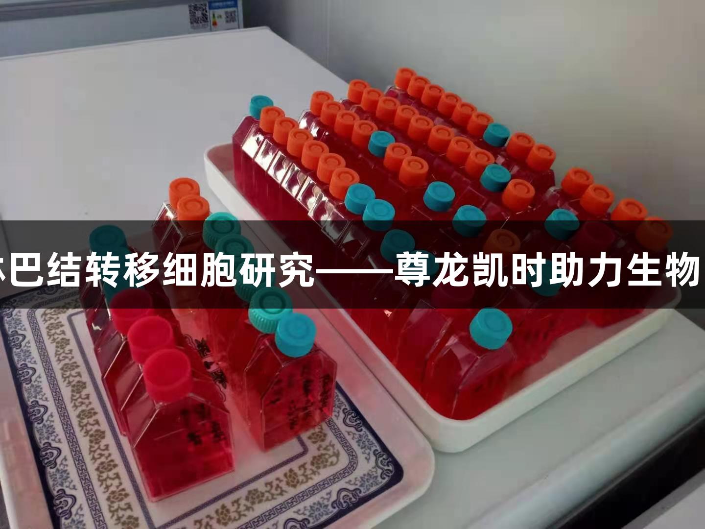 人喉癌淋巴结转移细胞研究——尊龙凯时助力生物医疗创新
