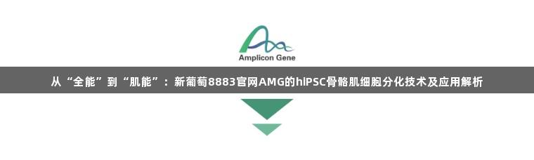 从“全能”到“肌能”：新葡萄8883官网AMG的hiPSC骨骼肌细胞分化技术及应用解析