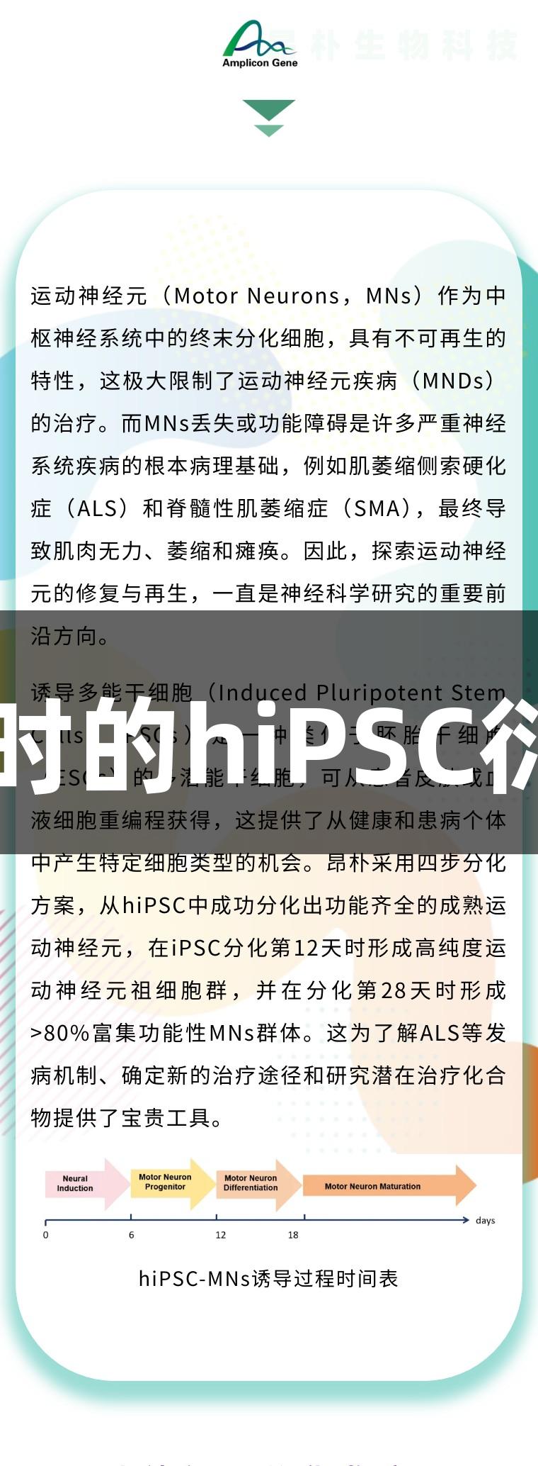 运动神经元再生密码：尊龙凯时的hiPSC衍生运动神经元分化技术与应用