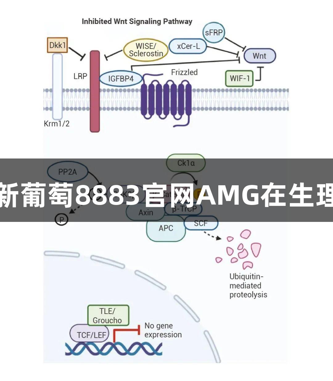 β-Catenin的多重身份：新葡萄8883官网AMG在生理调控与疾病机制中的探讨
