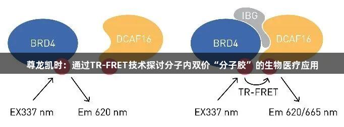 尊龙凯时：通过TR-FRET技术探讨分子内双价“分子胶”的生物医疗应用