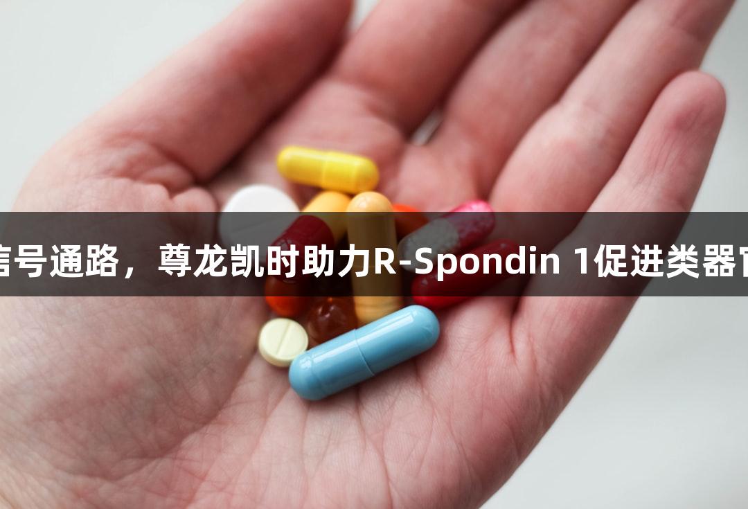 激活信号通路，尊龙凯时助力R-Spondin 1促进类器官生长