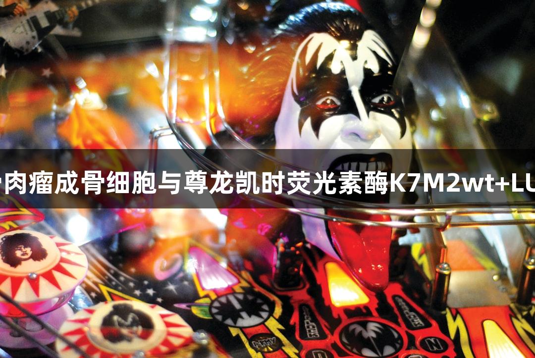 小鼠骨肉瘤成骨细胞与尊龙凯时荧光素酶K7M2wt+LUC研究