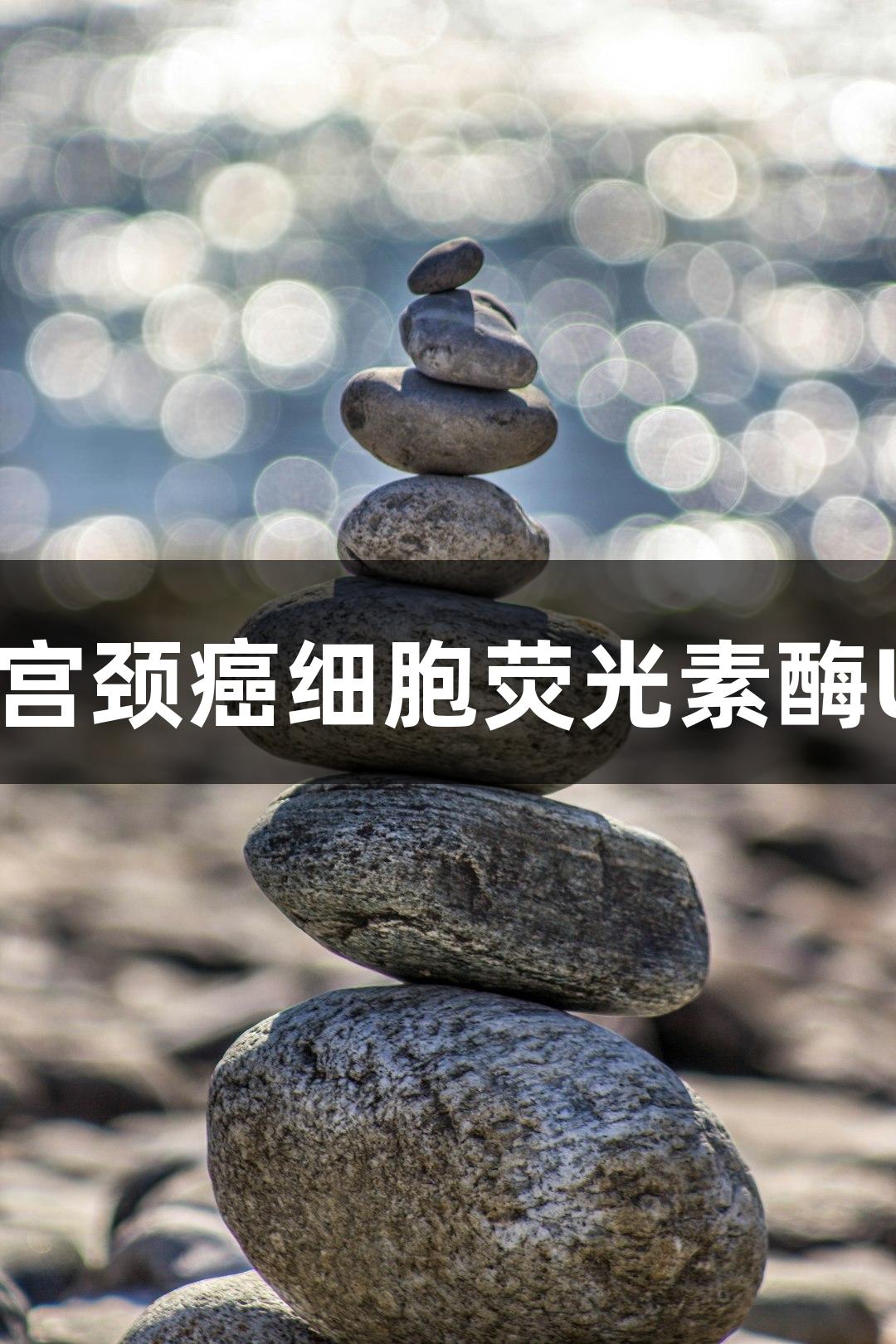 尊龙凯时小鼠宫颈癌细胞荧光素酶U14+LUC研究