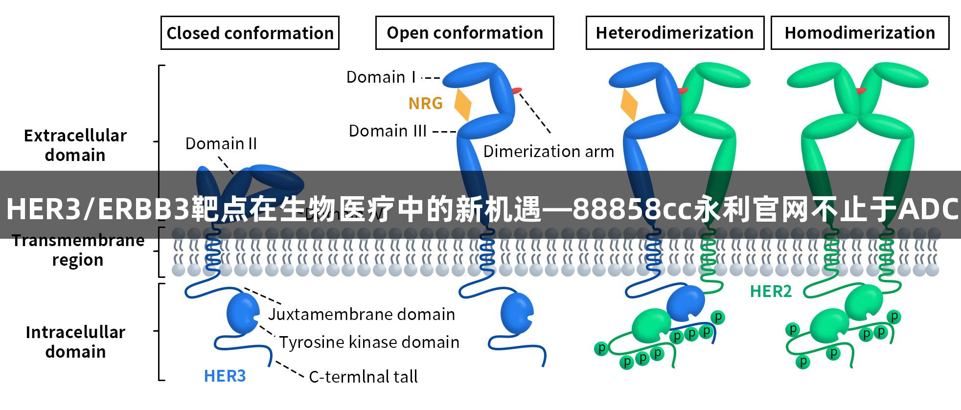 HER3/ERBB3靶点在生物医疗中的新机遇—88858cc永利官网不止于ADC