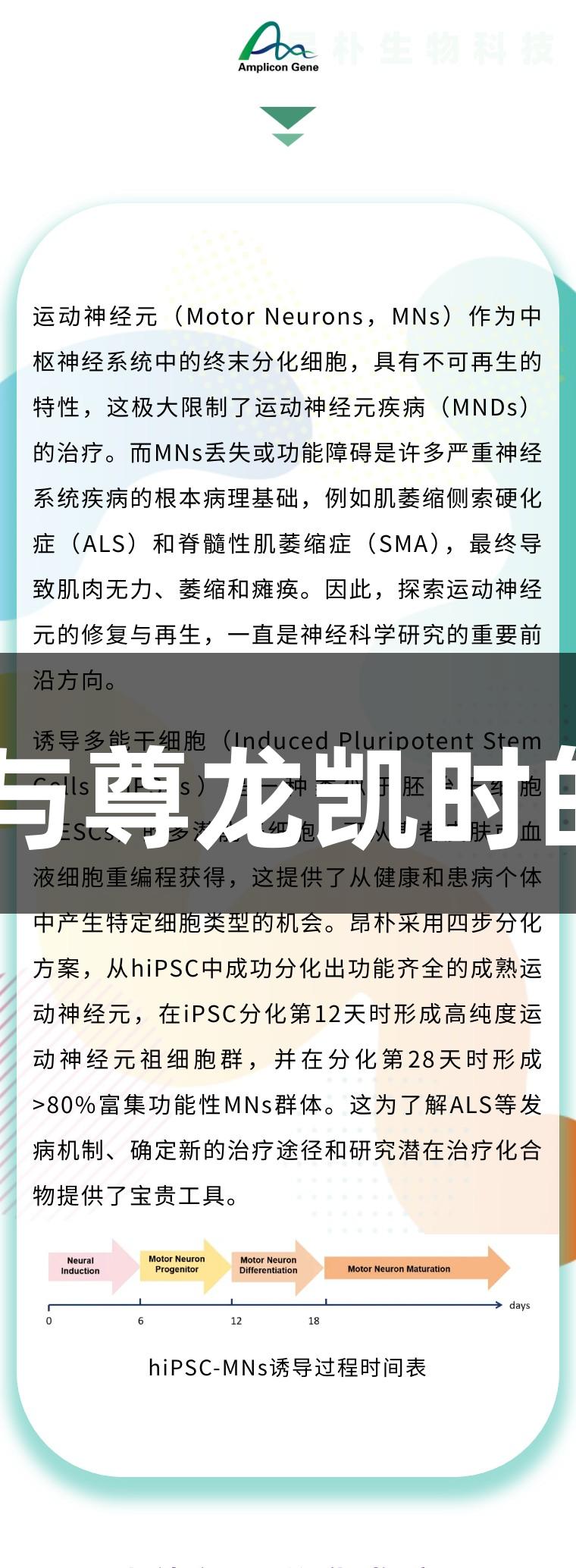 运动神经元再生技术与尊龙凯时的hiPSC分化应用介绍