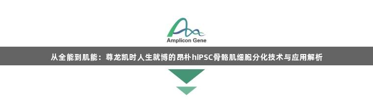 从全能到肌能：尊龙凯时人生就博的昂朴hiPSC骨骼肌细胞分化技术与应用解析