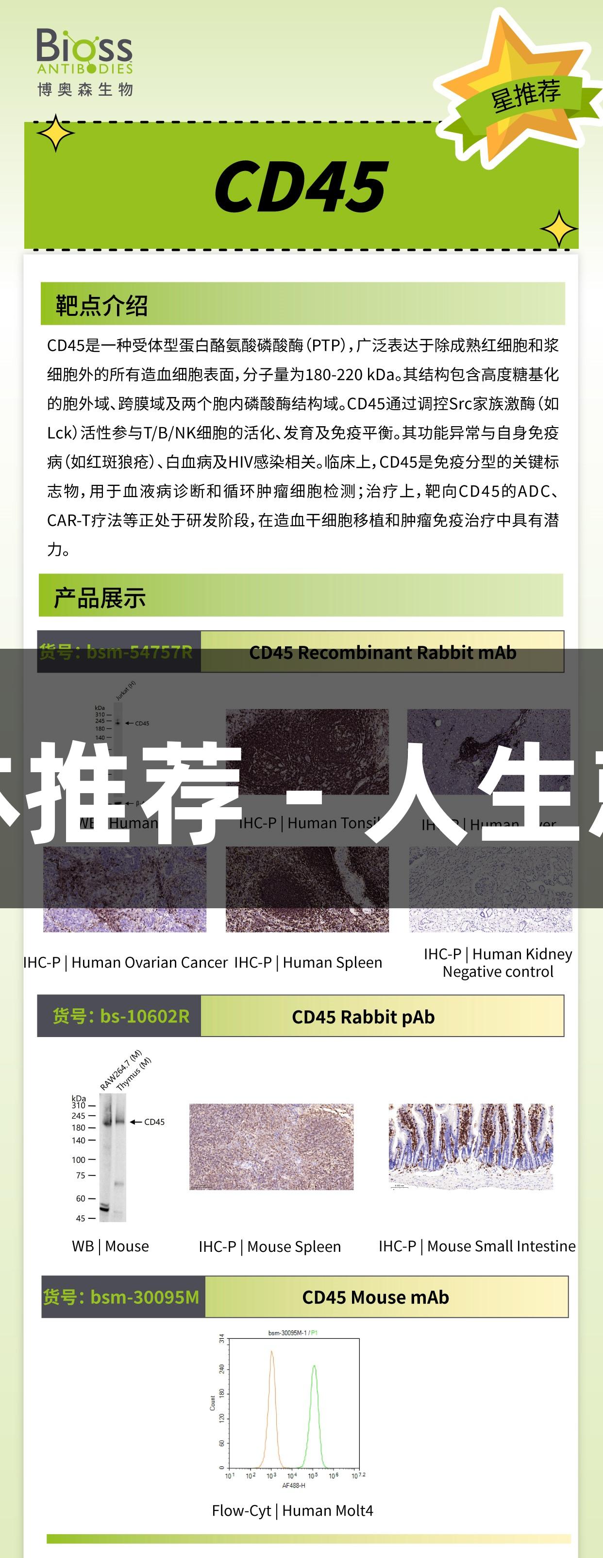 Bioss CD45抗体推荐 - 人生就是博-尊龙凯时