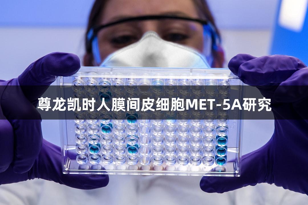 尊龙凯时人膜间皮细胞MET-5A研究