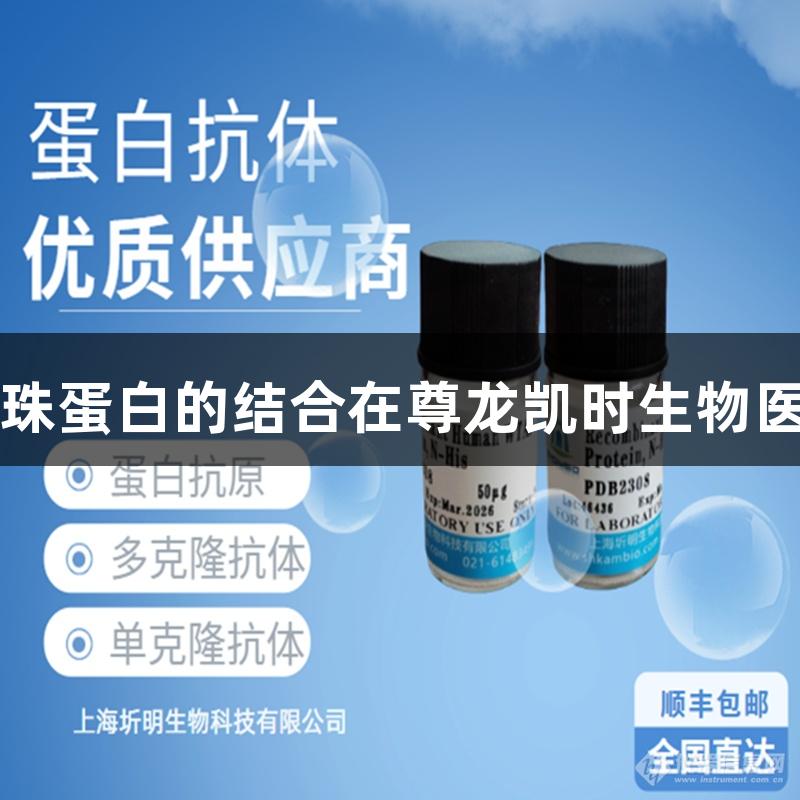 珠蛋白与触珠蛋白的结合在尊龙凯时生物医疗中的应用