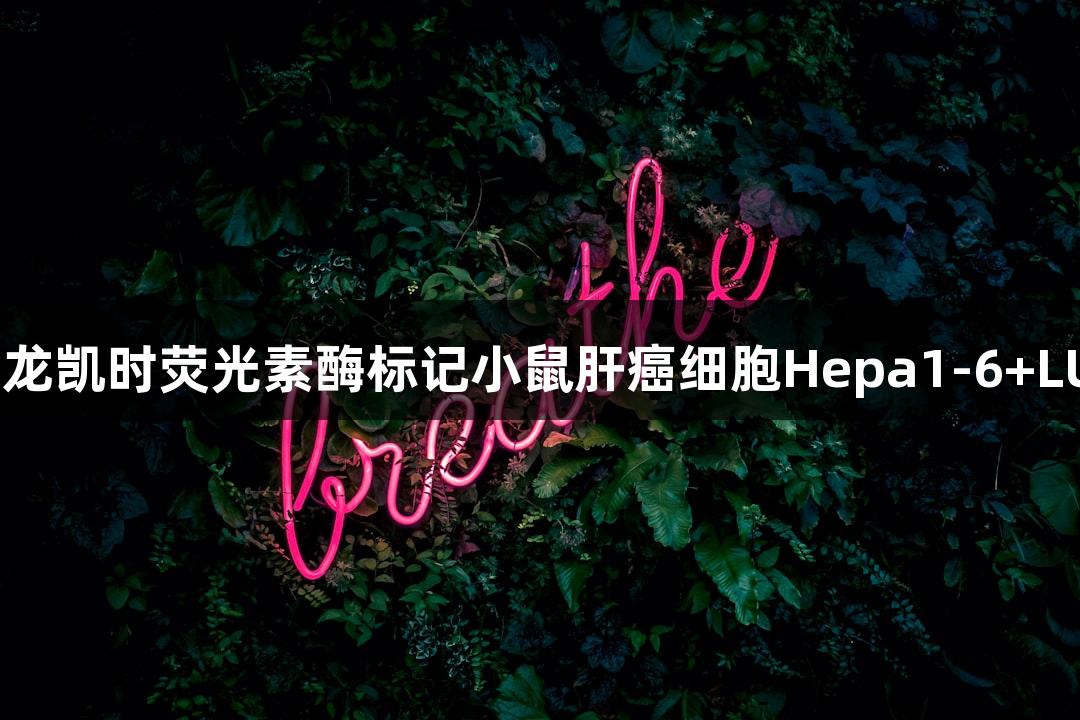 尊龙凯时荧光素酶标记小鼠肝癌细胞Hepa1-6+LUC