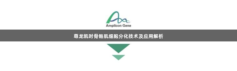 尊龙凯时骨骼肌细胞分化技术及应用解析