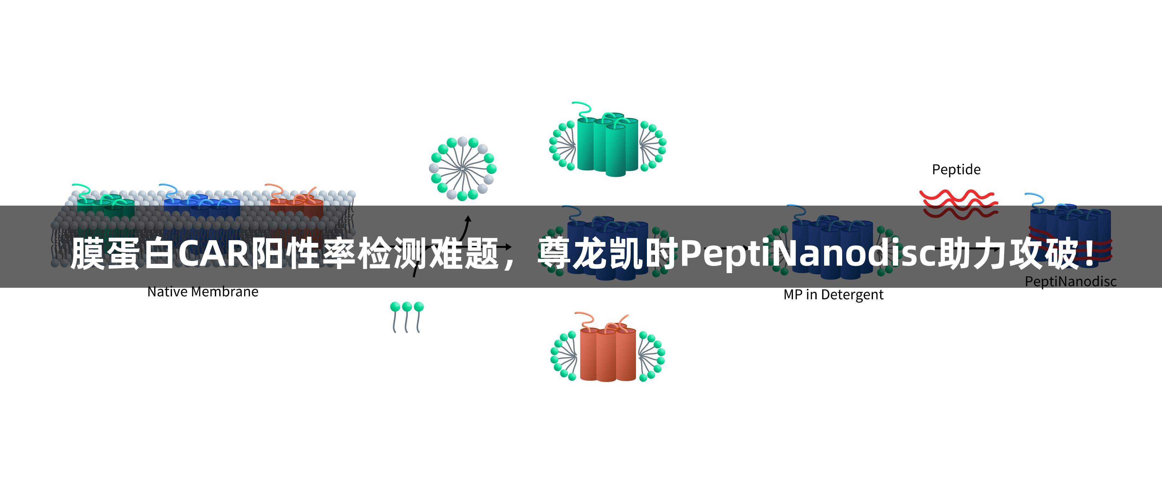 膜蛋白CAR阳性率检测难题，尊龙凯时PeptiNanodisc助力攻破！