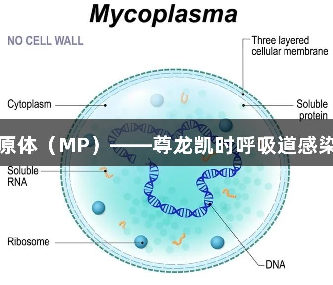 揭秘肺炎支原体（MP）——尊龙凯时呼吸道感染的隐形杀手