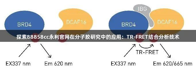 探索88858cc永利官网在分子胶研究中的应用：TR-FRET结合分析技术