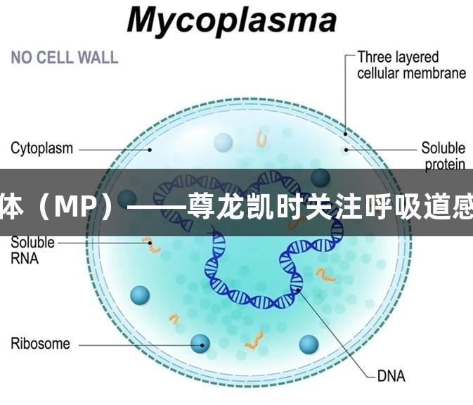 揭秘肺炎支原体（MP）——尊龙凯时关注呼吸道感染的隐形杀手