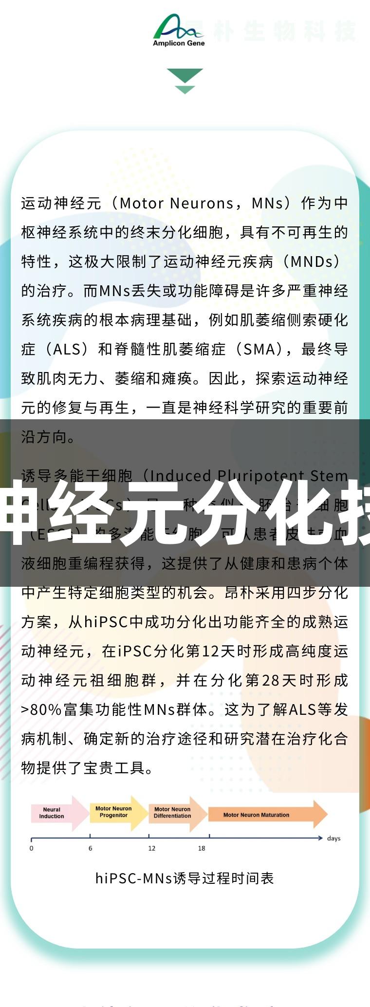 尊龙凯时运动神经元分化技术及应用介绍