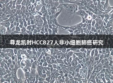 尊龙凯时HCC827人非小细胞肺癌研究