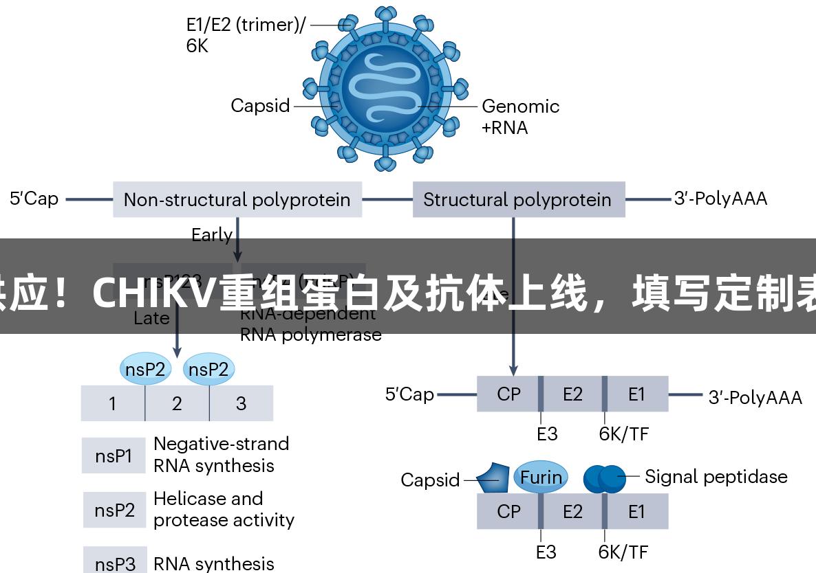 尊龙凯时现货供应！CHIKV重组蛋白及抗体上线，填写定制表单获惊喜礼品！