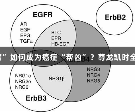 EGFR家族：细胞生长“指挥官”如何成为癌症“帮凶”？尊龙凯时全解析靶向治疗及耐药破解之道
