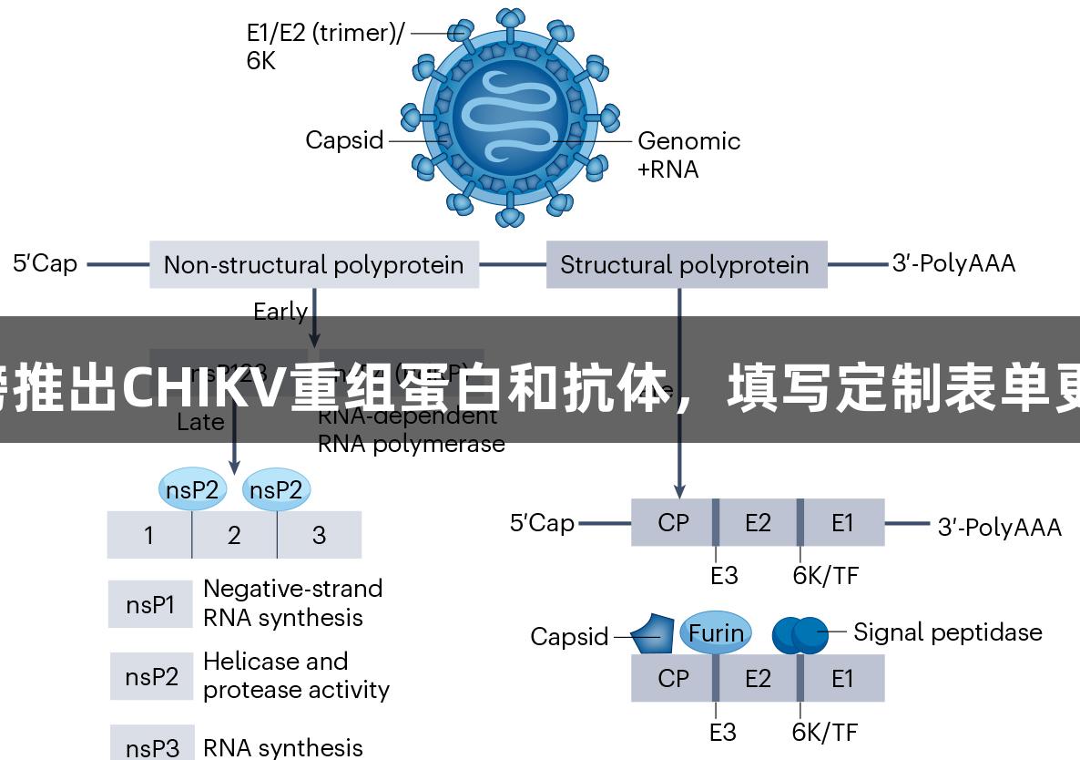 尊龙凯时重磅推出CHIKV重组蛋白和抗体，填写定制表单更有惊喜礼品！