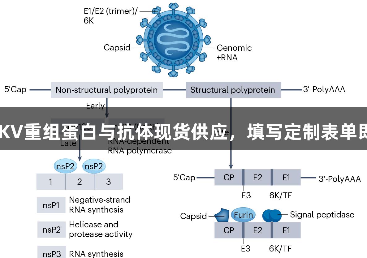 尊龙凯时CHIKV重组蛋白与抗体现货供应，填写定制表单即享惊喜礼品！